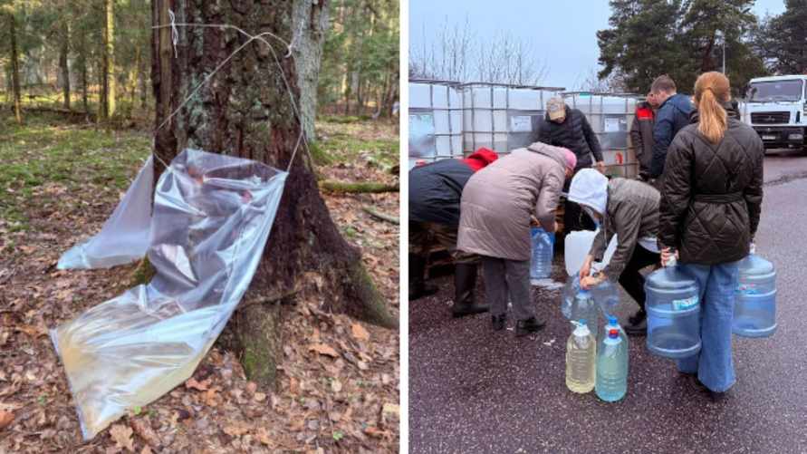 Погода сдвинула добычу березового сока в Беларуси? Узнали в лесхозе, сколько еще продлится сезон