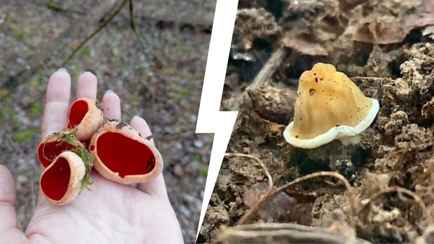 «Так рано еще не находили!» — В Беларуси заметили первые весенние грибы. Сколько осталось до открытия сезона?