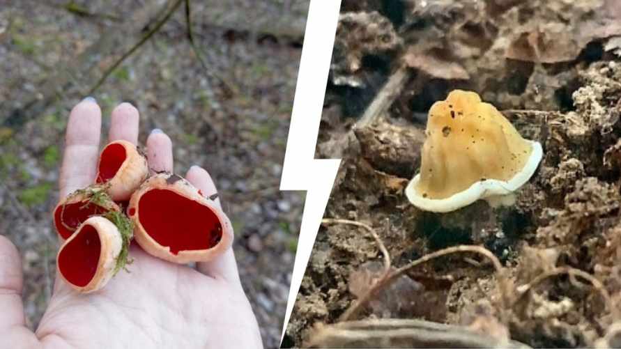 Фото: паблик VK "Грибные войска Беларуси"