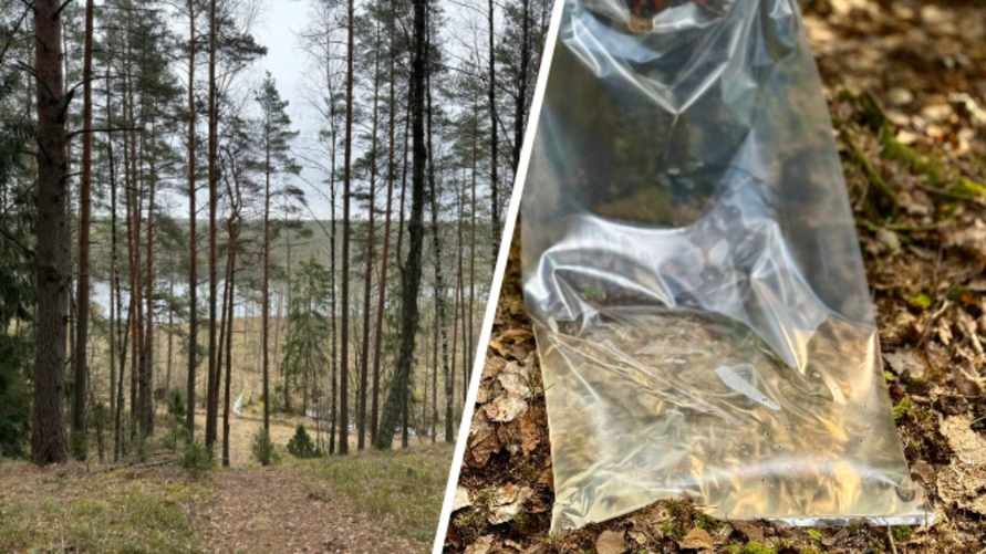 "Видят березу и режут" - В Гродненском лесхозе рассказали, на сколько штрафуют подпольных сборщиков березового сока