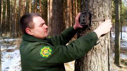 «Не очень комфортно себя чувствуют» — В Минлесхозе отчитались, каких диких животных в Беларуси стало больше в 4-11 раз