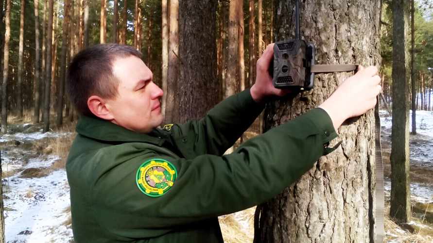 "Не очень комфортно себя чувствуют" - В Минлесхозе отчитались, каких диких животных в Беларуси стало больше в 4-11 раз