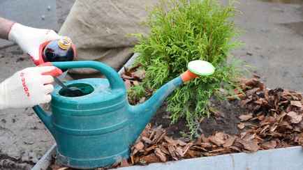 Сделайте это с туями в марте — и они порадуют зеленью. Нашли рецепт простой подкормки для борьбы с «порыжением»