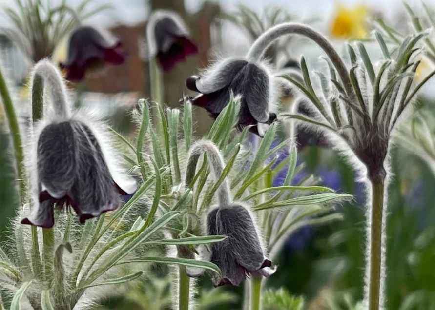 Прострел луговой