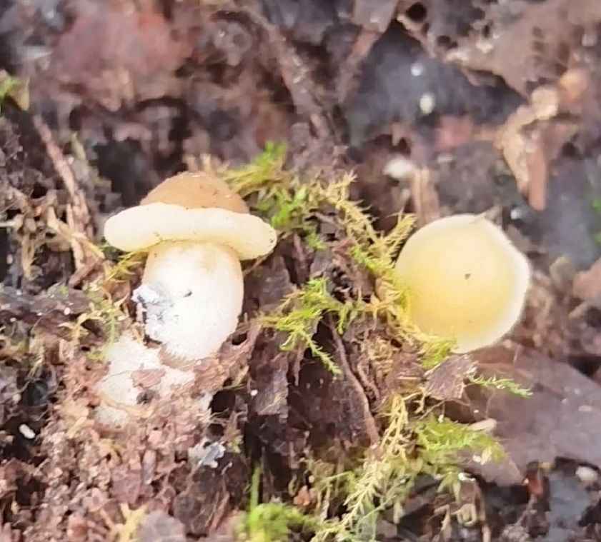 Так рано еще не находили! - В Беларуси заметили первые весенние грибы. Сколько осталось до открытия сезона?