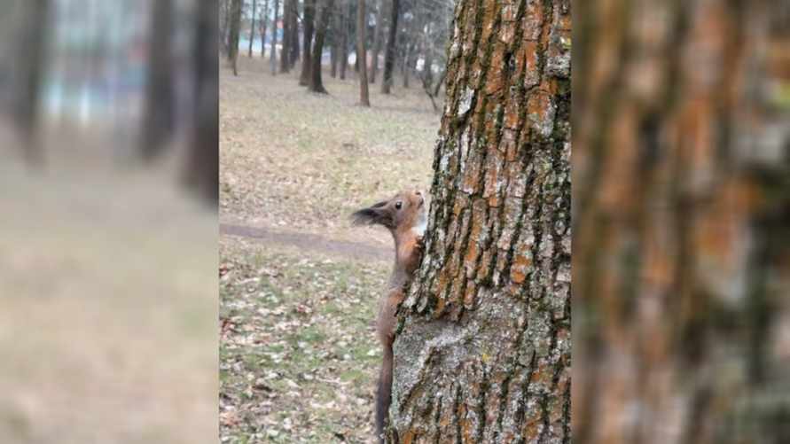 "Ждёт оплаты за съемку" - Минчанка показала "красивущую модель" из парка. Почему посоветовали "не смотреть ей в глаза так близко"?