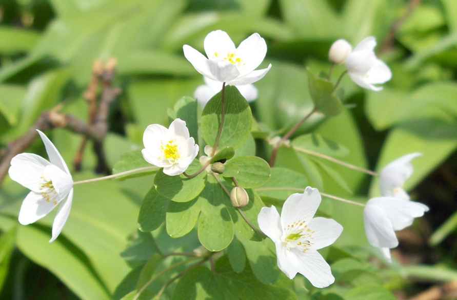 Равноплодник василистниковый