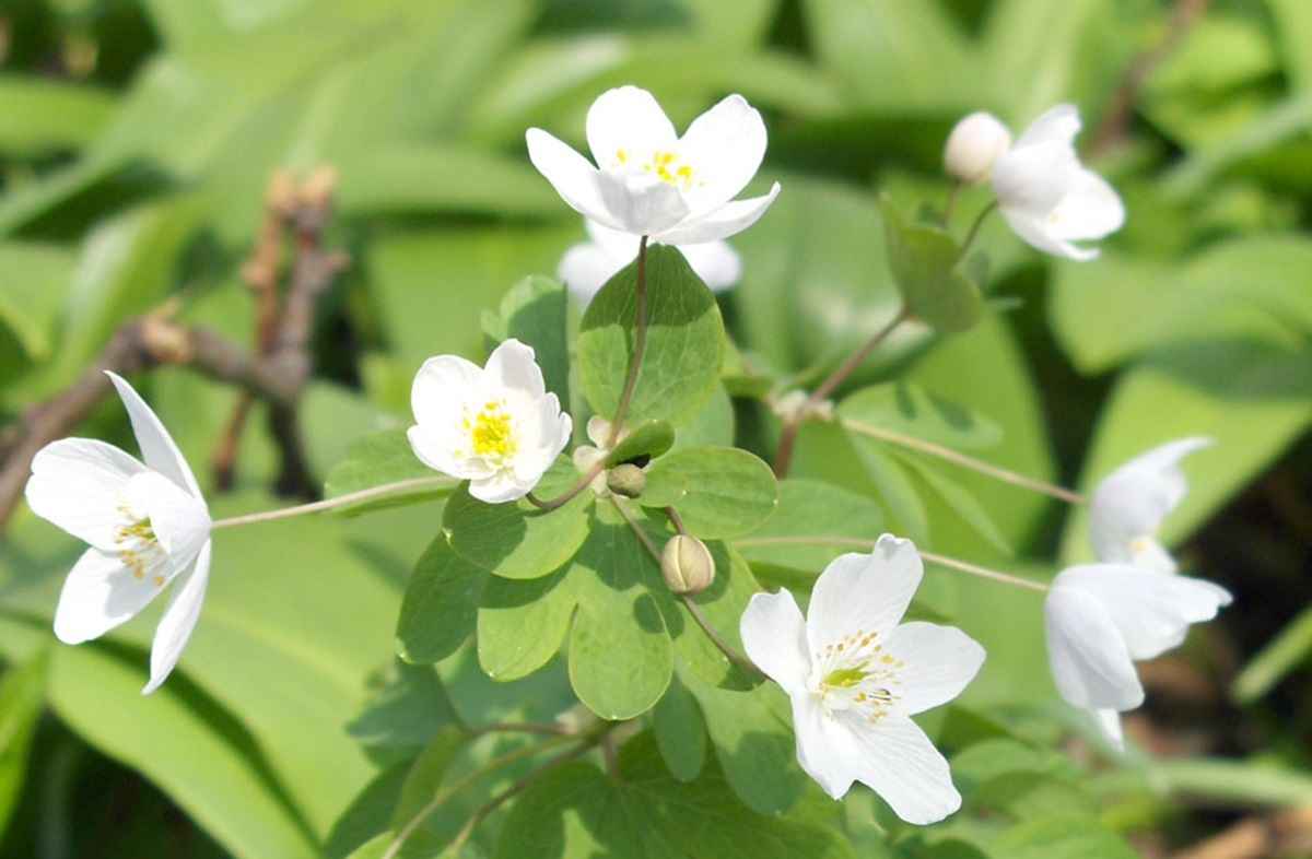 Равноплодник василистниковый