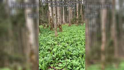 «Местные мешками рвут» — Грибник показал заросли этого растения и предложил исключить из Красной книги Беларуси