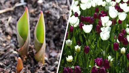 Сделайте эти 2 процедуры с тюльпанами в марте. Они порадуют потрясающим цветением