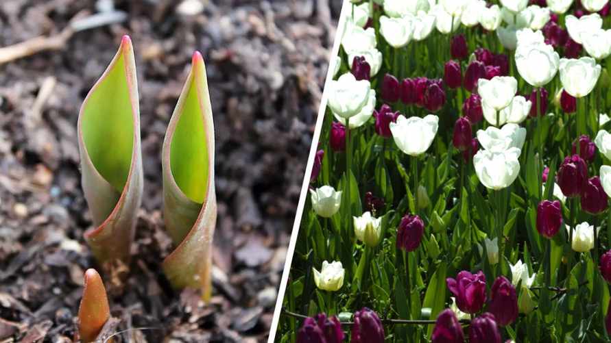 Фото: pixabay.com и freepik.com