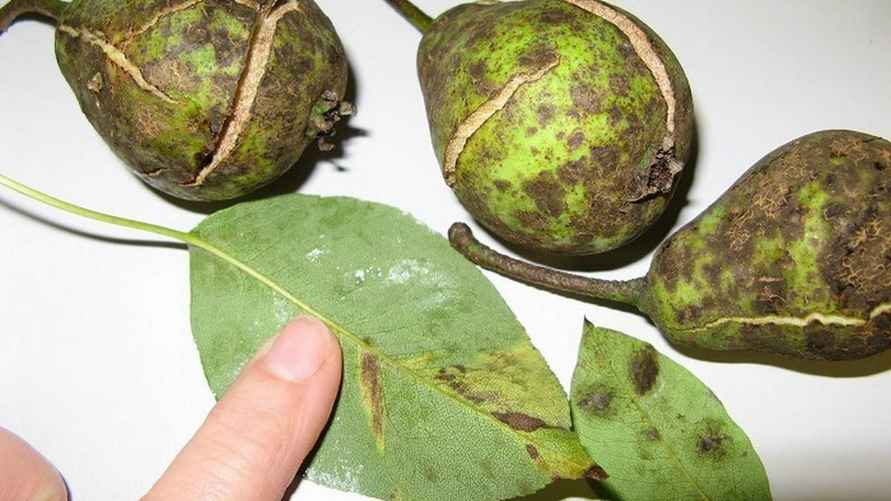 Парша на груше