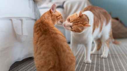 Почему кастрированный кот продолжает звать кошек? Минский ветеринар объяснила, нужно ли ругать