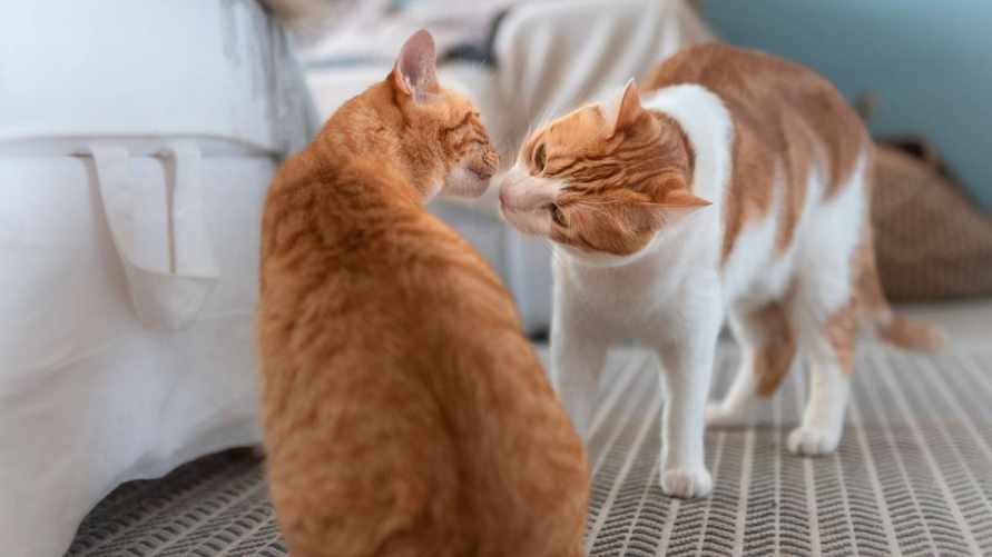 Фото: shutterstock