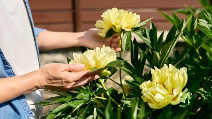 Фото: shutterstock