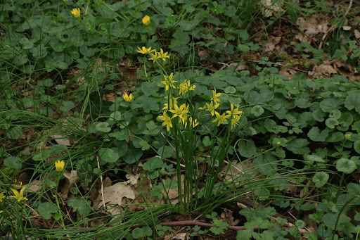 Гусиный лук покрывальцевый