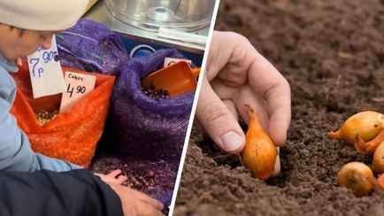 Нашли в Минске лук-севок за 4,9 рубля за кило. Когда лучшие дни для посадки в марте?