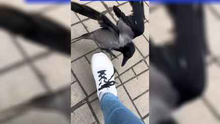 «Ты чего такая дерзкая?» — В Минске появилась птица, которая исправляет наряды прохожих