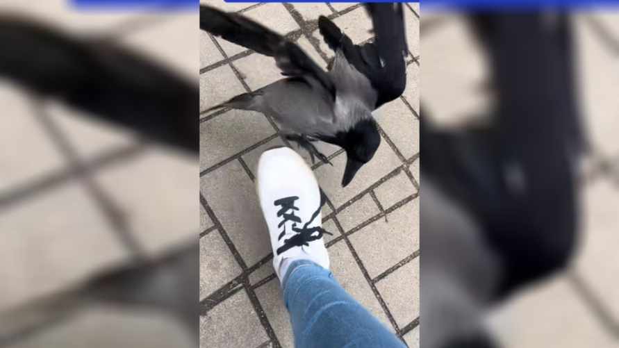 "Ты чего такая дерзкая?" - В Минске появилась птица, которая исправляет наряды прохожих