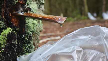 Белорусские лесхозы начали продажу берёзового сока. Узнали цены