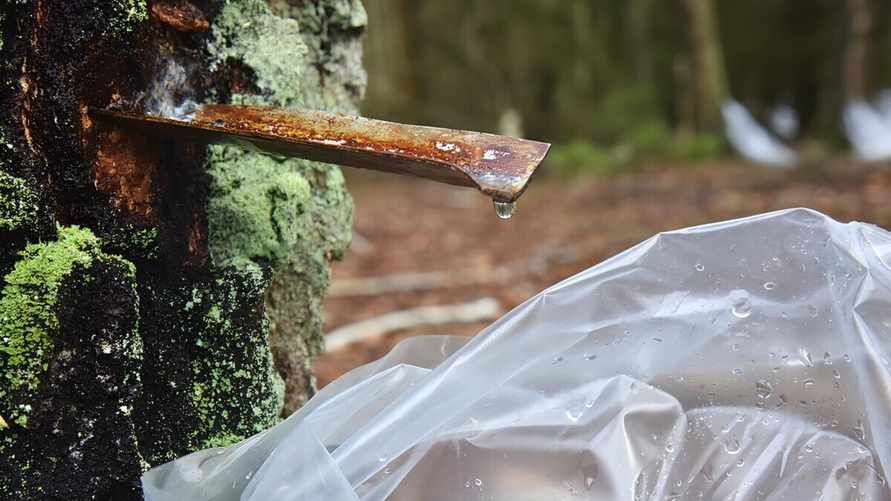 Белорусские лесхозы начали продажу берёзового сока. Узнали цены