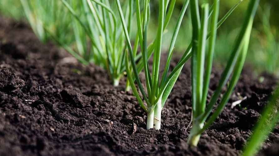 Фото: Zoya2222/istock