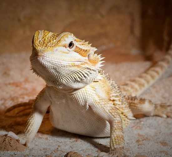 Так выглядит настоящая бородатая агама