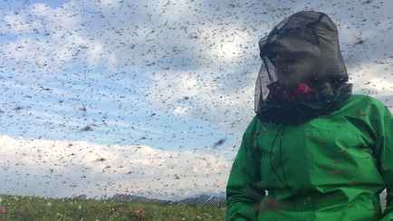 Эпидемиологи назвали сроки, когда Беларусь атакуют тучи кровососущих мошек. Как спасаться?