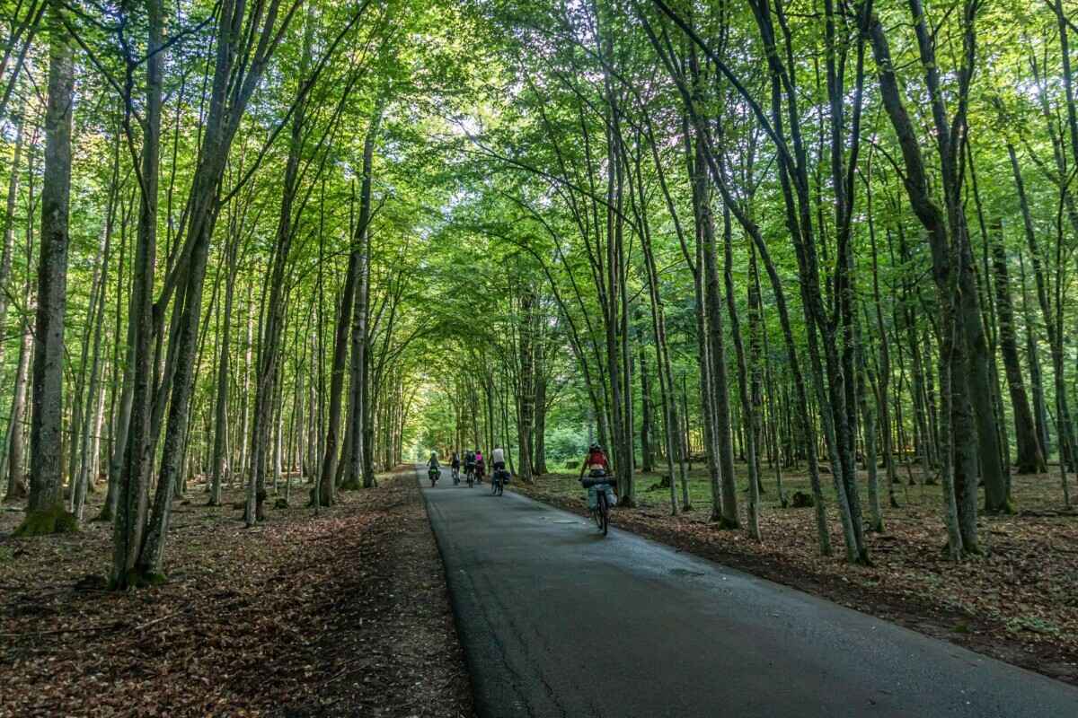 Беловежская пуща, фото Вероники Семенча