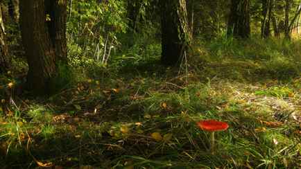 На участке одного из лесов Беларуси райисполком запретил убирать мусор. Почему?