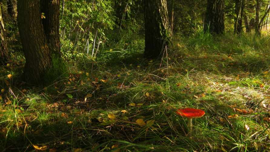 Фото иллюстрационное