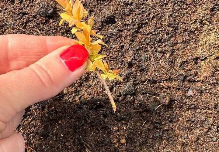 На черенке должно быть минимум 3 почки для успешного укоренения. Фото: архив Вероники Васильевой