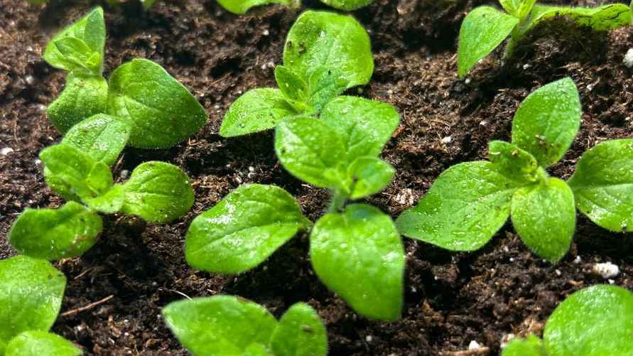 Черенки петунии следует сразу поместить в субстрат. Фото: архив Е. Ямочки