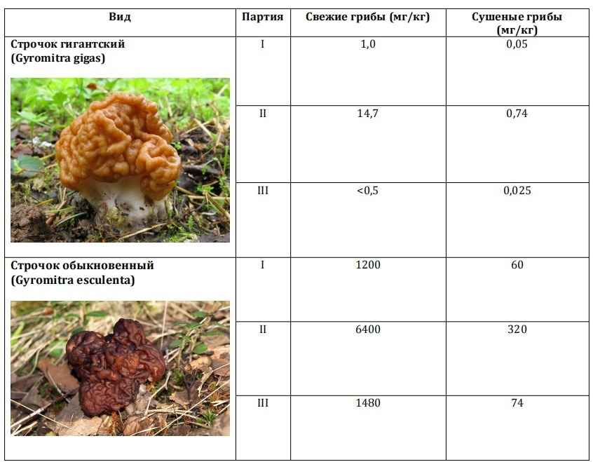 В сморчках есть токсины, "эквивалентные ракетному топливу"? Микологи из Беларуси и Италии объяснили, нужно ли их всегда отваривать