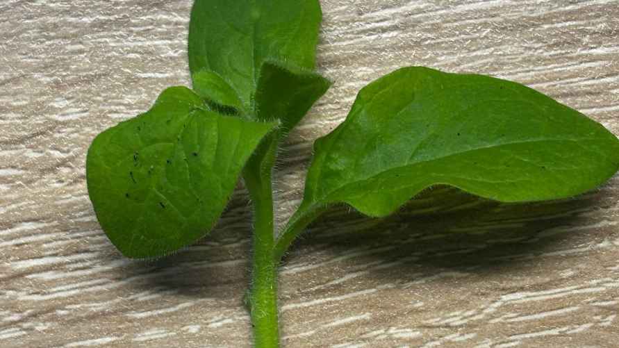 Не стоит удалять большую часть листьев с черенка - они помогут насыщаться петунии влагой до того, пока она пустит корни. Фото: архив Е. Ямочки