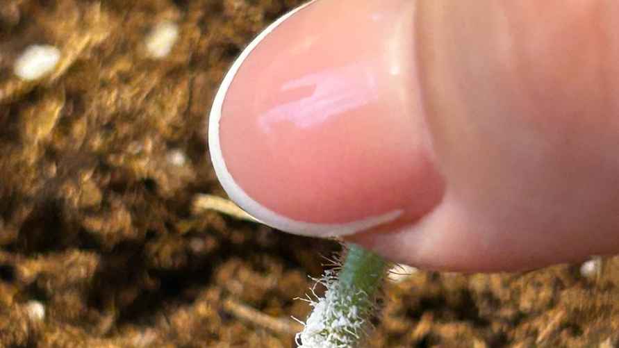 Обработайте черенок "Корневином" для более быстрого и успешного укоренения. Фото: архив Е. Ямочки