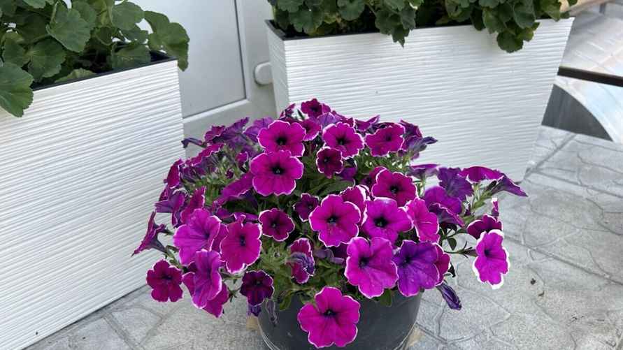 Петуния "Рим маджента". Фото: архив Е. Ямочки