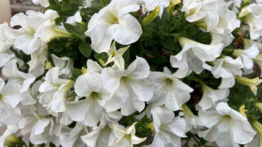 Петуния "Фанфара". Фото: архив Е. Ямочки