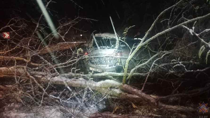 Десятки поваленных деревьев и машины в кювете. МЧС и энергетики рассказали о последствиях апрельских снегопадов