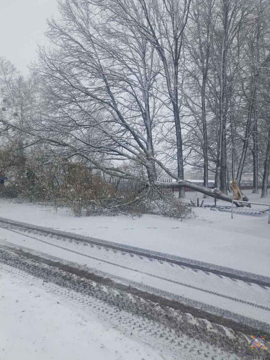 Десятки поваленных деревьев и машины в кювете. МЧС и энергетики рассказали о последствиях апрельских снегопадов