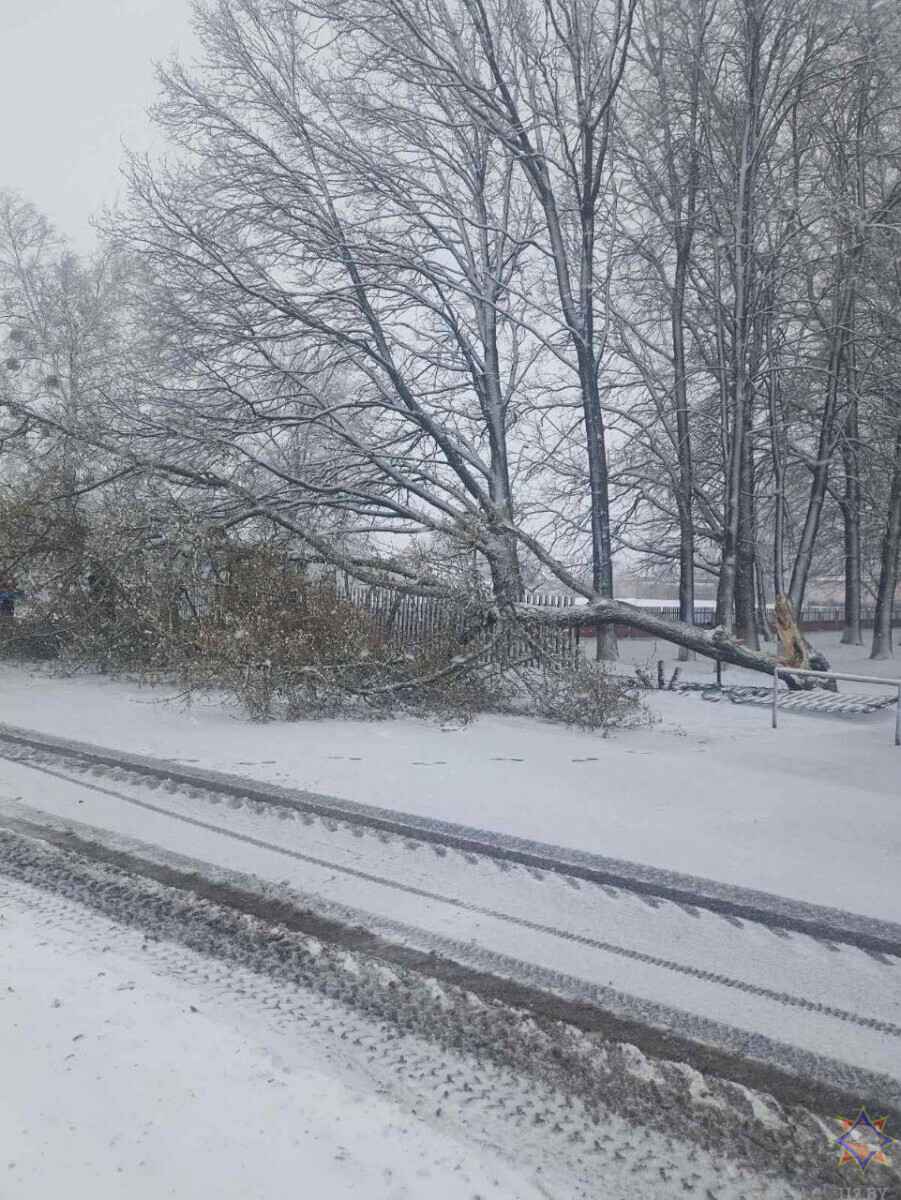 Десятки поваленных деревьев и машины в кювете. МЧС и энергетики рассказали о последствиях апрельских снегопадов