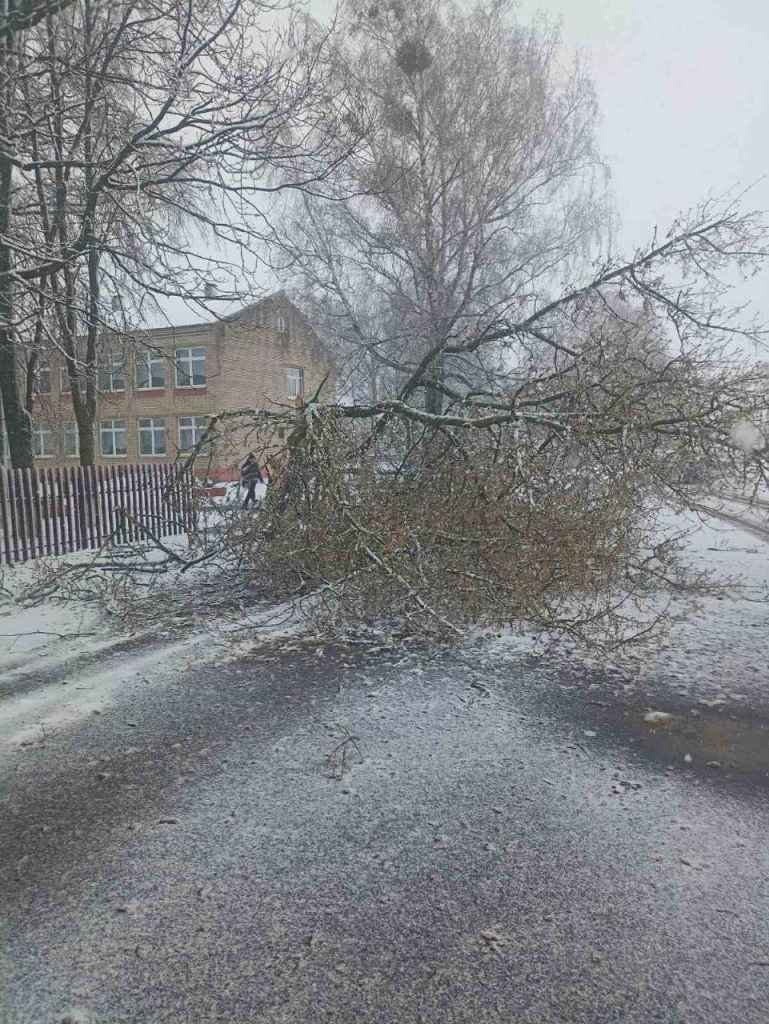 Десятки поваленных деревьев и машины в кювете. МЧС и энергетики рассказали о последствиях апрельских снегопадов