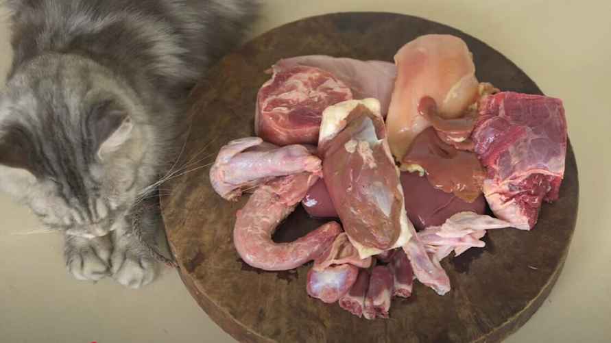 Придерживаясь натуральной схемы питания, важно обеспечить питомцу разнообразие и включить различные виды мяса и части туши. Фото: YouTube/ Felis Gallery by Robert Sijka