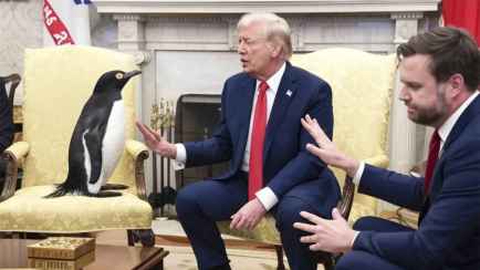 У Трампа объяснили, почему ввели санкции против пингвинов. Но в соцсетях не поверили?