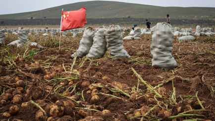 Россия перешла на китайскую и грузинскую картошку? Росстат опубликовал цифры за 2025 год