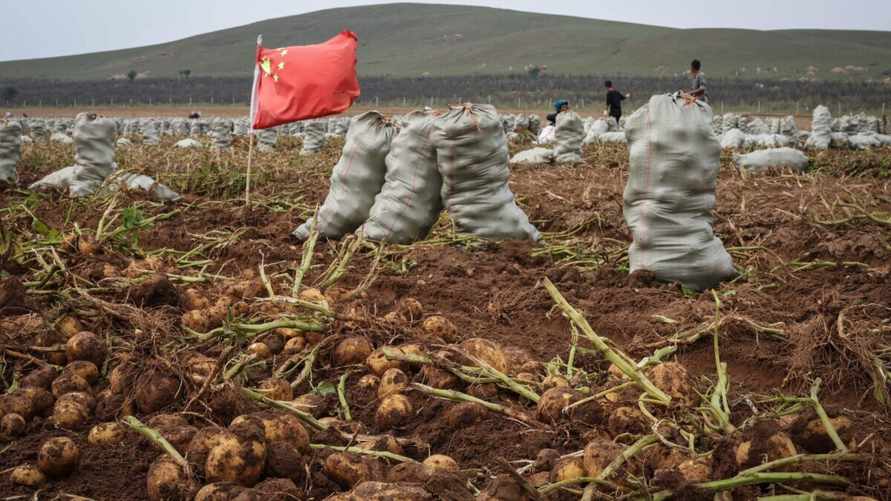 Россия перешла на китайскую и грузинскую картошку? Росстат опубликовал цифры за 2025 год
