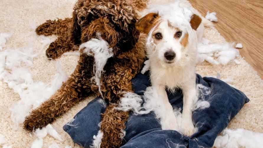 Пудель и джек-рассел-терьер, фото иллюстрационное