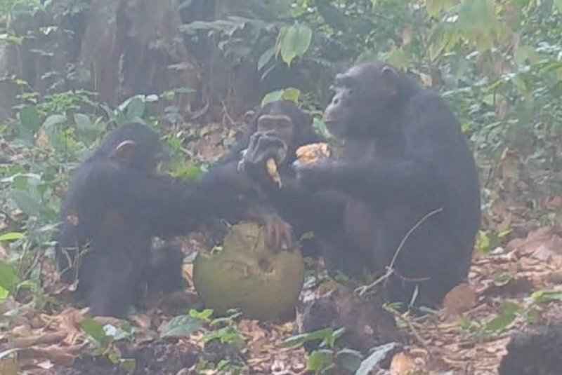 Учёные с помощью скрытых камер доказали, что обезьяны устраивают алкогольные вечеринки