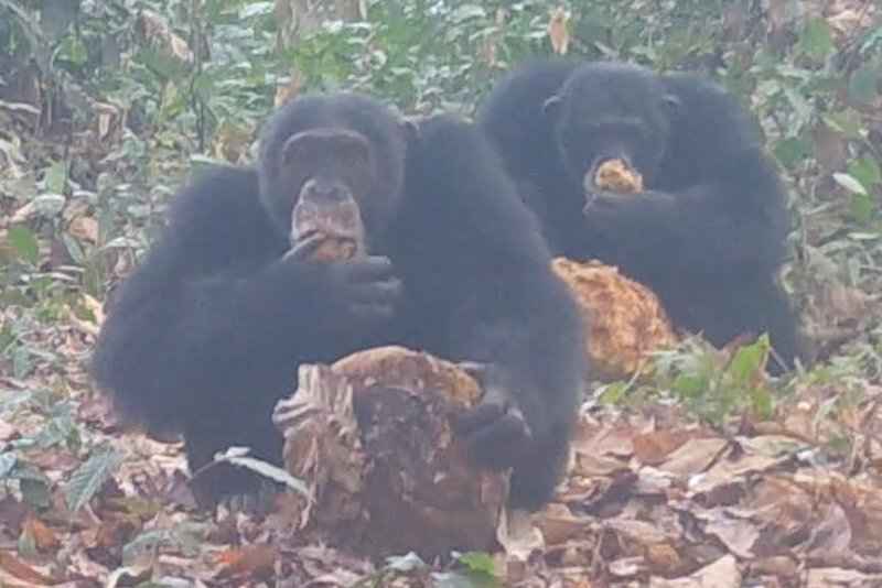 Учёные с помощью скрытых камер доказали, что обезьяны устраивают алкогольные вечеринки