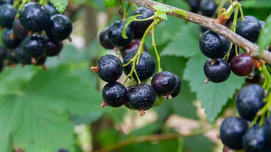 Фото иллюстрационное